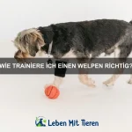 Warum sind Kaninchen so soziale Tiere?