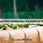 Wie trainiere ich einen Welpen richtig?