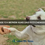 Warum lieben Hunde es, Auto zu fahren?