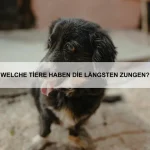 Wie bringe ich meinem Hund das Pfötchengeben bei?
