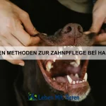 Was tun, wenn dein Haustier eine Vergiftung hat?