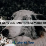 Die besten Methoden zur Zahnpflege bei Haustieren