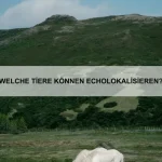 Was tun, wenn dein Haustier eine Vergiftung hat?