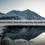 Warum schlafen Hunde oft eingerollt?