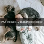 Welche Tiere haben die längste Lebenserwartung?