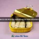 Warum zeigen Katzen ihren Bauch, obwohl sie nicht gestreichelt werden wollen?