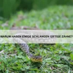 Warum zeigen Katzen ihren Bauch, obwohl sie nicht gestreichelt werden wollen?