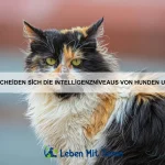 Wie du dein Haustier an ein neues Zuhause gewöhnst