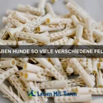 Wie du deinen Hund richtig belohnst