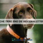 Warum schlafen Katzen so viel?