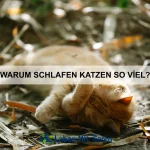 Welche Tiere können Farben sehen?