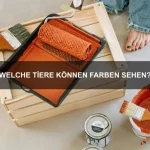 Warum schlafen Katzen so viel?
