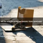 Welche Tiere haben das beste Sozialverhalten?