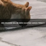 Warum wechseln einige Tiere ihre Fellfarbe?