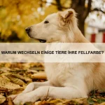 Wie erkenne ich Anzeichen für Langeweile bei meinem Haustier?