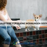 Wie du deinem Hund das richtige Sozialverhalten beibringst