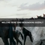 Wie kann ich das Immunsystem meines Haustiers stärken?