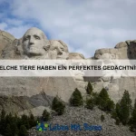 Wie kann ich das Immunsystem meines Haustiers stärken?