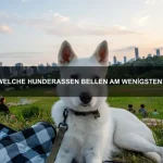 Warum jagen Katzen Mäuse?