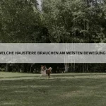 Warum rollen sich Katzen auf den Rücken?