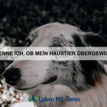 Wie du einem Hund das Hochspringen abgewöhnst
