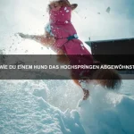 Wie bringe ich meiner Katze Tricks bei?