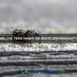 Wie erkenne ich, ob mein Haustier glücklich ist?