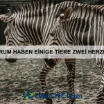 Wie erkenne ich, ob mein Haustier glücklich ist?