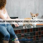 Warum spielen Katzen so gerne mit Kartons?