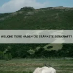 Welche Impfungen braucht ein Kaninchen?