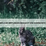 Wie bringe ich meinem Hund bei, entspannt zu bleiben?