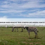 Warum rollen sich Schlangen zusammen?