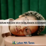 Warum schlafen Fledermäuse kopfüber?
