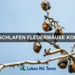 Wie du das beste Futter für dein Haustier auswählst