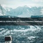 Wie du das beste Futter für dein Haustier auswählst