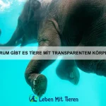 Wie trainiere ich meinen Hund ohne Bestrafung?