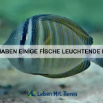 Wie trainiere ich meinen Hund ohne Bestrafung?