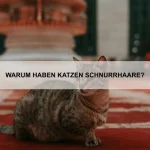 Wie erkenne ich eine Hauterkrankung bei meinem Haustier?