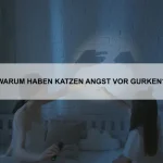 Wie bringe ich meiner Katze das sanfte Spielen bei?