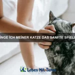 Warum haben Katzen Angst vor Gurken?