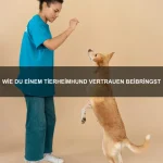 Warum sind Chamäleons so faszinierende Tiere?
