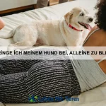 Warum lieben Katzen es, auf hohen Plätzen zu sitzen?
