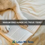 Warum haben Hunde Angst vor Feuerwerk?