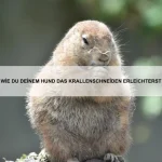 Warum haben Hunde Angst vor Feuerwerk?