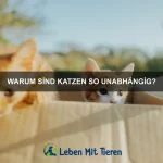 Was tun, wenn dein Haustier sich verletzt hat?