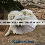 Warum sind Katzen so unabhängig?