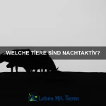 Was tun, wenn dein Haustier sich verletzt hat?
