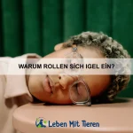 Warum bellen Hunde manchmal grundlos?