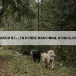 Warum rollen sich Igel ein?
