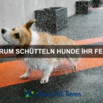 Warum können einige Fische aus dem Wasser springen?
